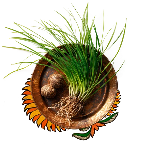 Nutgrass tubers